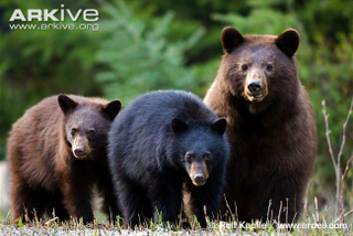Illustration for article titled Thursidae - Ursus americanus Editon